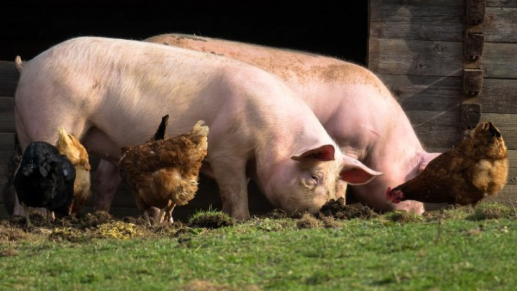 Индустриалните свиневъди искат пълна забрана за отглеждане на прасета по дворовете