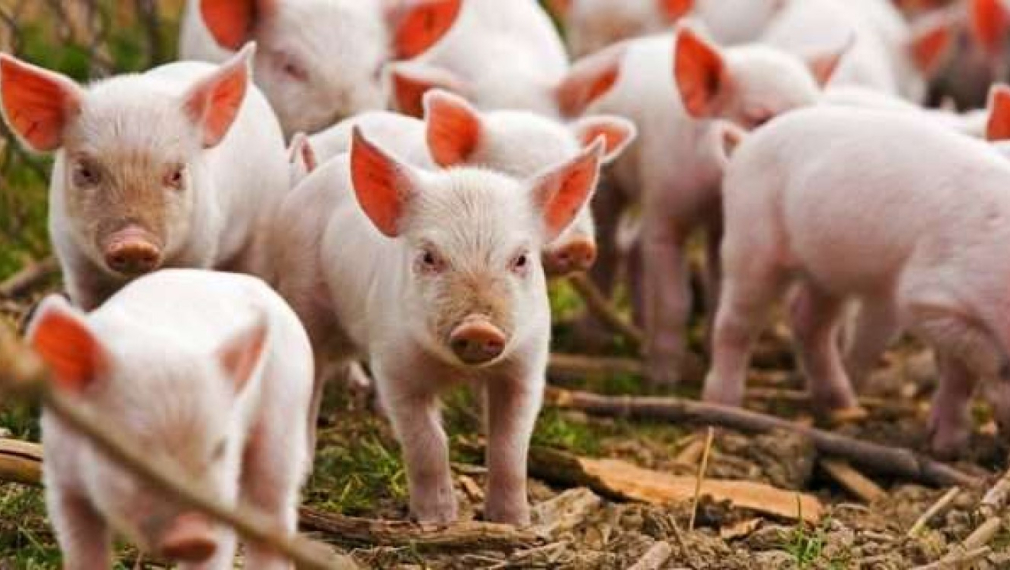 Бедствено положение в Русе заради чумата по свинете 