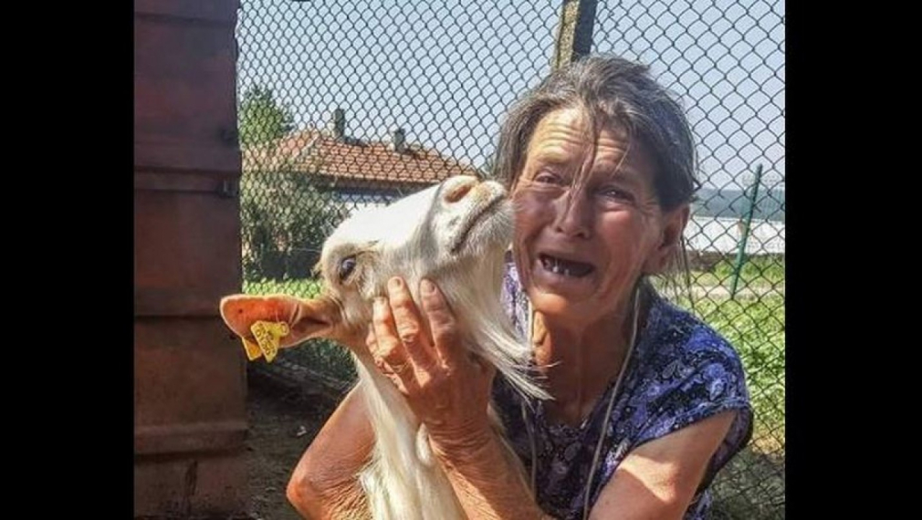 Умъртвиха стадото на баба Дора от Шарково 