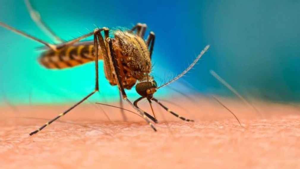  САЩ пускат около 750 милиона генномодифицирани комари