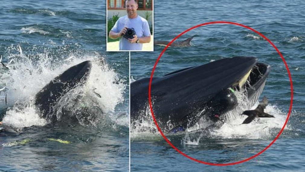 Мъж оцеля, след като го глътна кит