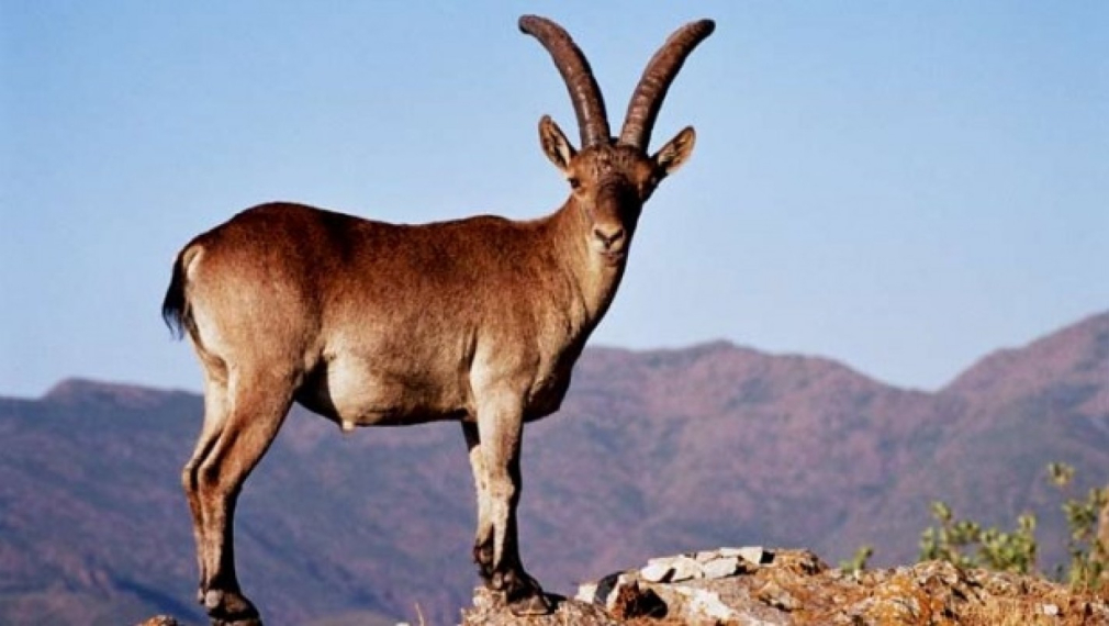 Лъжа за дивите кози в Пирин пусна WWF-България
