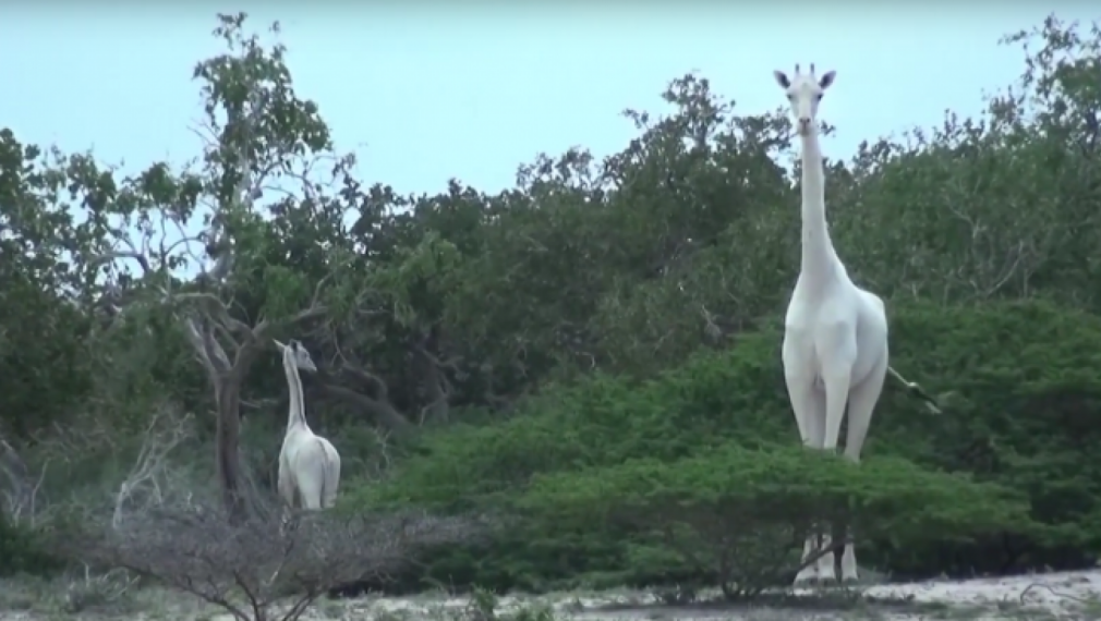 Бели жирафи бяха заснети за първи път в Кения (видео)