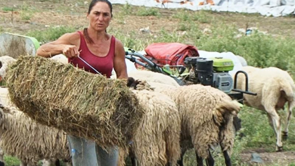 Измира стадото на Ани Петрова от Болярово, която спря ветеринарите при положителна проба за чума