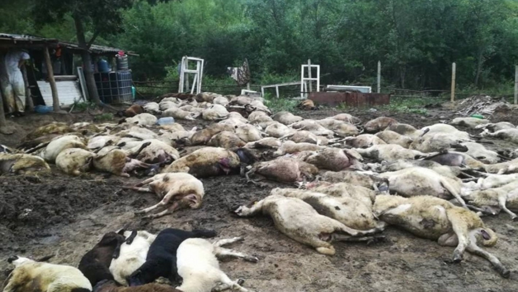БАБХ: Най-вероятно чумата е дошла от нелегален внос на животни от Турция