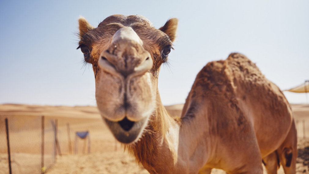 Учени от ОАЕ имунизират камили срещу коронавируса