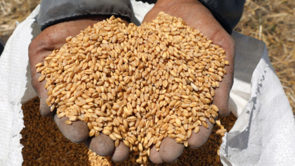 Рекордни цени на пшеницата след забраната за износ на Индия