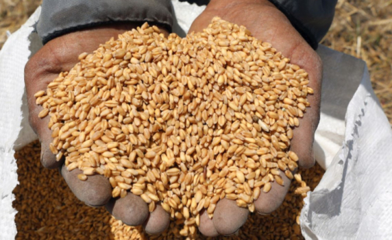 Рекордни цени на пшеницата след забраната за износ на Индия