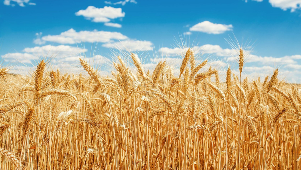 Световните запаси на пшеница стигат само за десет седмици