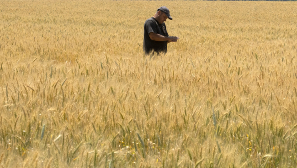 Украйна: 40 тона зърно са били унищожени при руска атака