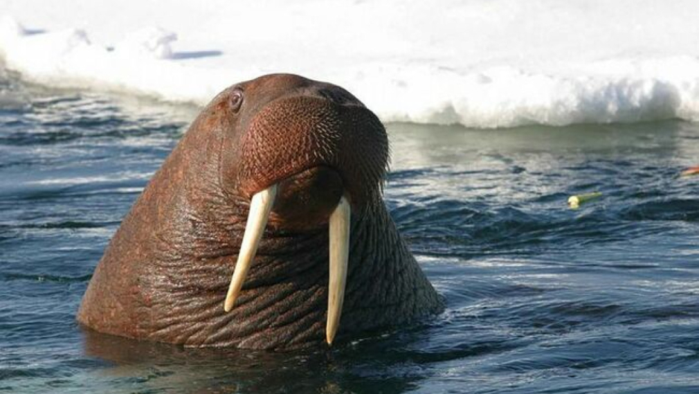 Норвежци събраха над 20 хил. евро за статуя на моржа Фрея
