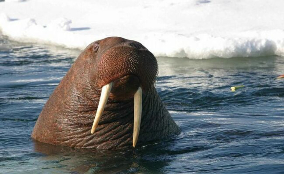 Норвежци събраха над 20 хил. евро за статуя на моржа Фрея