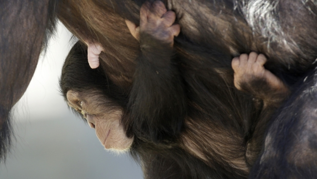 Тийнейджърите и младите шимпанзета имали сходно рисково поведение