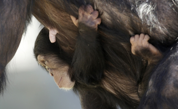 Тийнейджърите и младите шимпанзета имали сходно рисково поведение