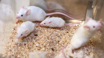 Следвайте Гласове в Японски изследователи създадоха седем мишки с двама мъжки