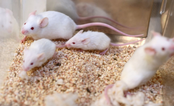 Учени отгледаха мишки от двама биологични бащи, проправят пътя на мъже в еднополови връзки да имат деца