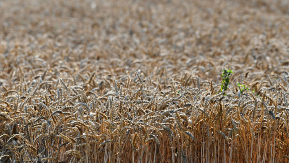 Словакия също спира временно вноса на украинско зърно