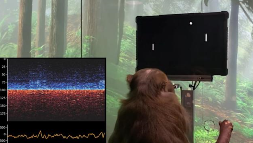 Китай синхронизира мозъка на маймуна с компютър в първи по рода си експеримент