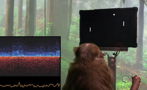 Китай синхронизира мозъка на маймуна с компютър в първи по рода си експеримент