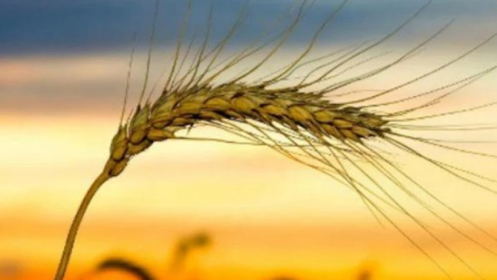Зърнопроизводители: Украинското зърно всъщност е американско, на фирмите “Монсанто” и “Дюпонт”