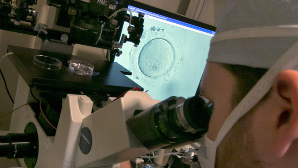 Изследователи създадоха "ембриоиди" от човешки клетки
