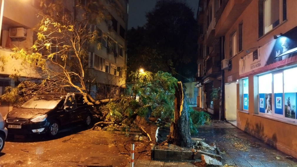 Втора жертва на урагана, дърво се стовари върху пешеходка във Варна, обявено е бедствено положение