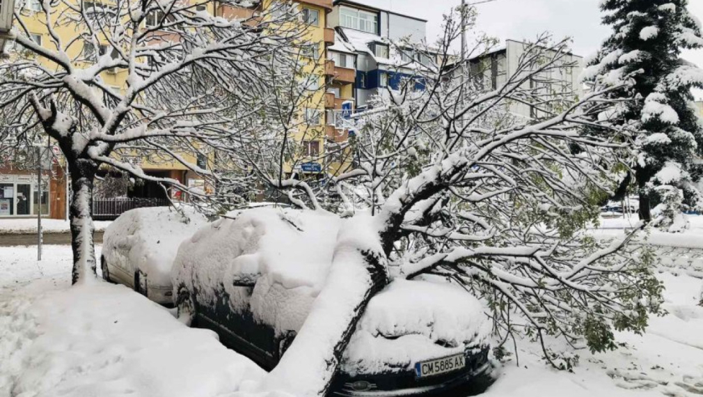 Васил Терзиев: Над 1000 сигнала за паднали дървета в София