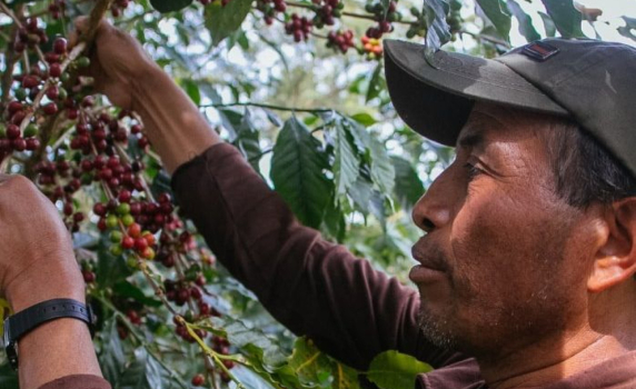 Фирмите за кафе обръщат гръб на Африка заради закон на ЕС срещу обезлесяването