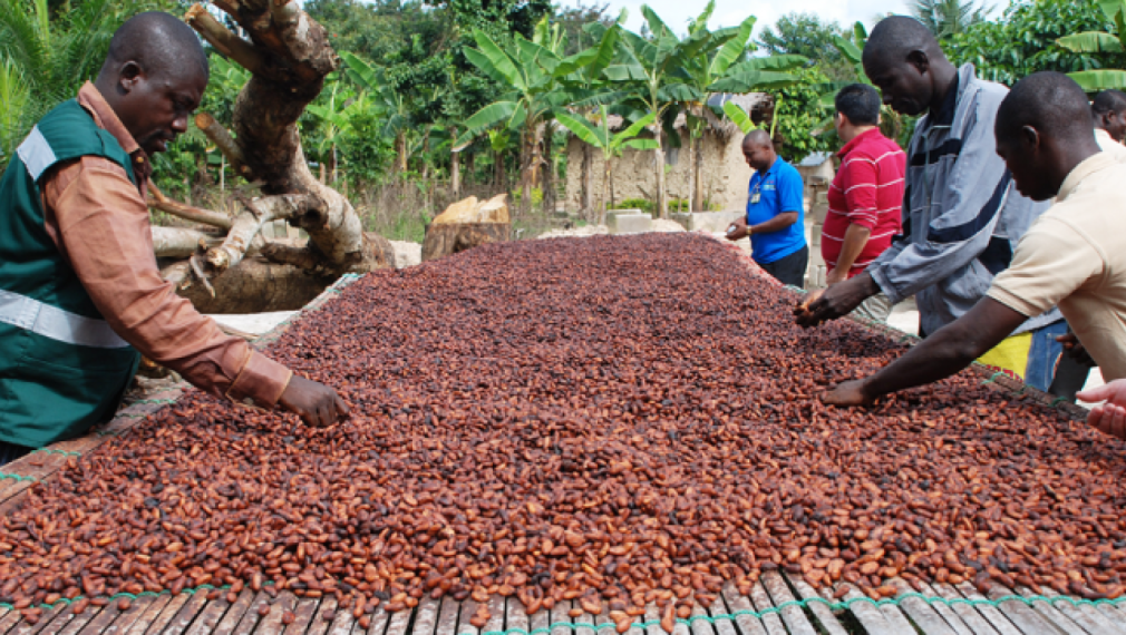 Очаква ни шоколадова криза, цената на какаото скочи с 350% за година