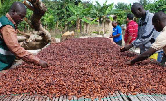 Очаква ни шоколадова криза, цената на какаото скочи с 350% за година