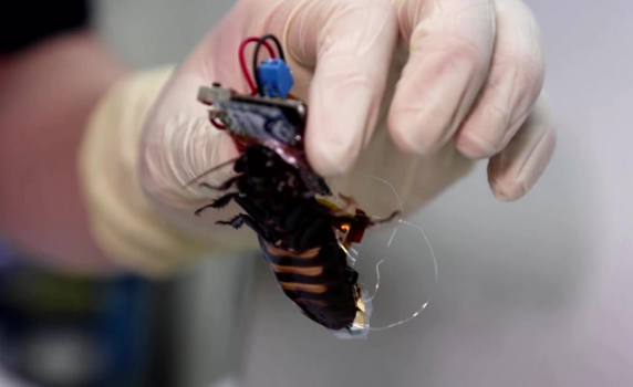 Учени усъвършенстваха технологията за превръщането на хлебарките в мини киборги (видео)