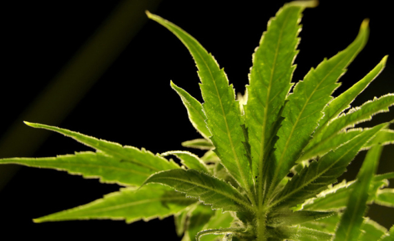САЩ планират да обявят марихуаната за нискорисков наркотик