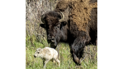 С раждането на рядък бял бивол в националния парк Йелоустоун