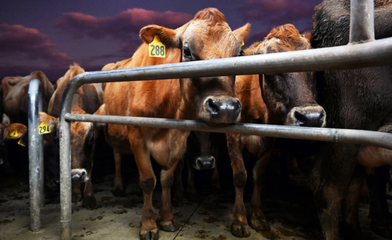 Дания ще таксува фермерите със 100 евро на крава заради изпускане на газове
