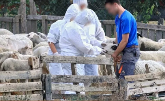 В Кипър са умъртвени над 21 000 овце и кози от ферми, където е открит шап